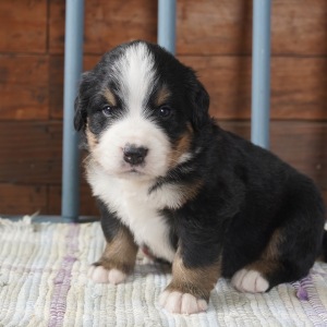 Bernese Mountain Dog Puppy Oakley
