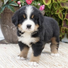 Bernese Mountain Dog Puppy Oakley