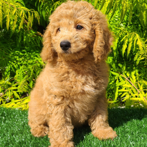 Goldendoodle Puppy Chelsea