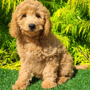 Goldendoodle Puppy Chelsea