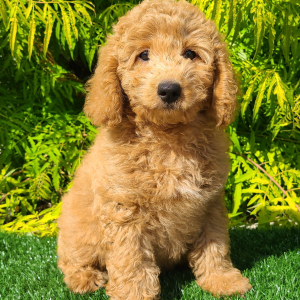 Goldendoodle Puppy Chelsea