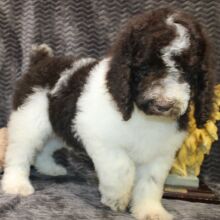 Poodle Puppy Blake
