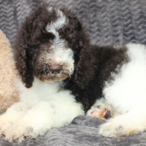 Poodle Puppy Blake