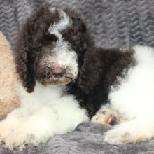 Poodle Puppy Blake