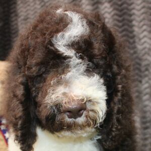 Poodle Puppy Blake