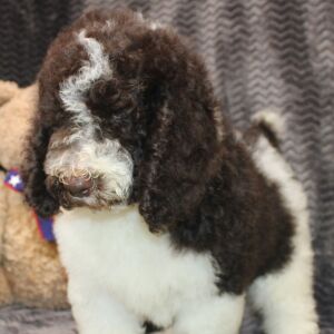 Poodle Puppy Blake