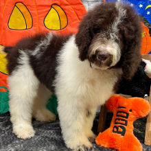 Poodle Puppy Blake