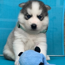 Pomsky Puppy Kodiak