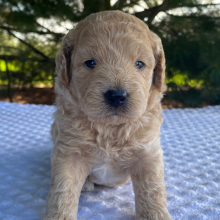 Labradoodle Puppy Kosmo
