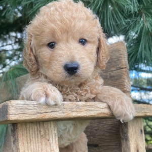 Labradoodle Puppy Kosmo