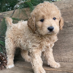 Labradoodle Puppy Kosmo