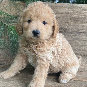 Labradoodle Puppy Kosmo