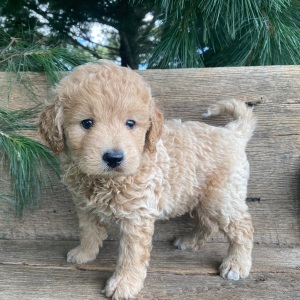 Labradoodle Puppy Kosmo