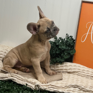 French Bulldog Puppy Chip