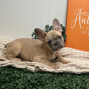 French Bulldog Puppy Chip