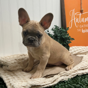 French Bulldog Puppy Chip