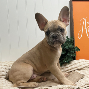 French Bulldog Puppy Chip