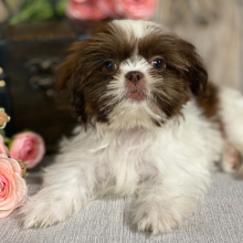 Shih Tzu Puppy Alice