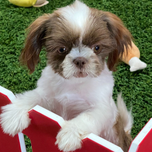 Shih Tzu Puppy Alice