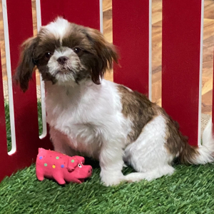 Shih Tzu Puppy Alice