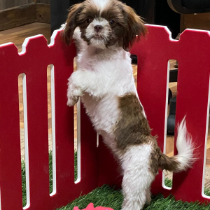 Shih Tzu Puppy Alice
