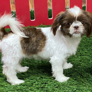 Shih Tzu Puppy Alice