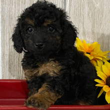 Poodle Puppy Francis