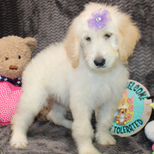 Goldendoodle Puppy Shanna