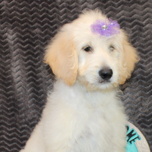 Goldendoodle Puppy Shanna