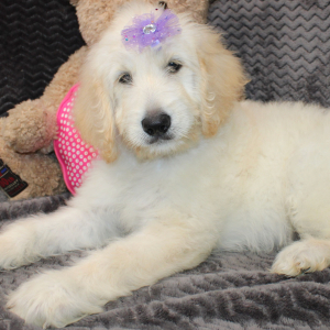 Goldendoodle Puppy Shanna