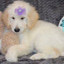 Goldendoodle Puppy Shanna
