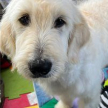 Goldendoodle Puppy Shanna