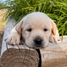 Labrador Retriever Puppy Tia