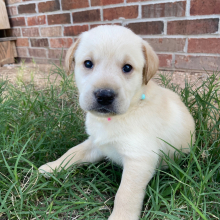 Labrador Retriever Puppy Tia
