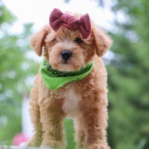 Schnoodle Puppy Elsa