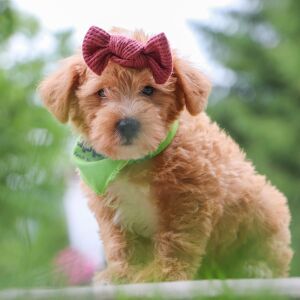 Schnoodle Puppy Elsa