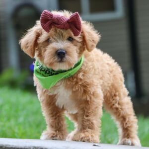 Schnoodle Puppy Elsa