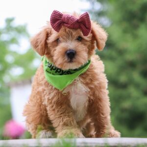 Schnoodle Puppy Elsa