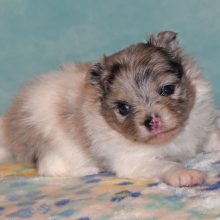 Pomeranian Puppy Princess