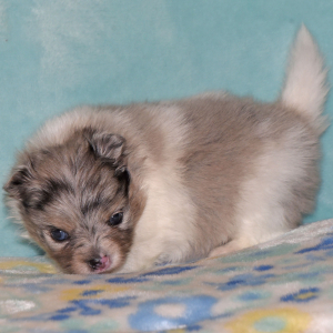 Pomeranian Puppy Princess