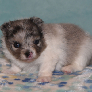 Pomeranian Puppy Princess