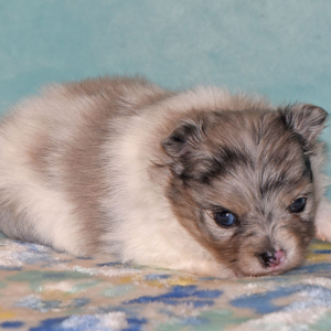 Pomeranian Puppy Princess