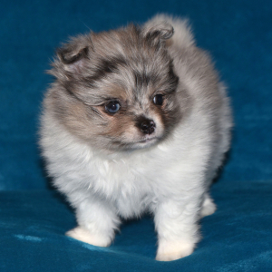 Pomeranian Puppy Princess