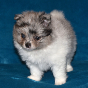 Pomeranian Puppy Princess