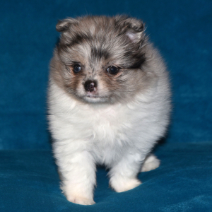 Pomeranian Puppy Princess
