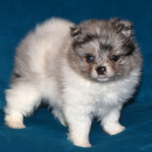 Pomeranian Puppy Princess
