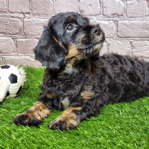 Cavapoo Puppy Zena