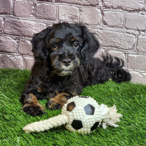 Cavapoo Puppy Zena