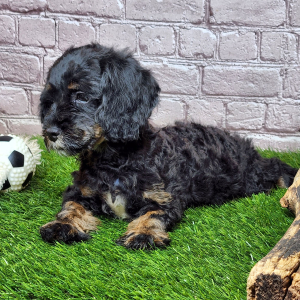 Cavapoo Puppy Zena