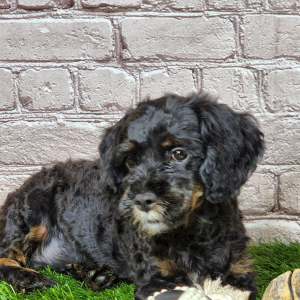 Cavapoo Puppy Zena